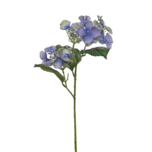 nepbloemen klimhortensia 45 cm blauw